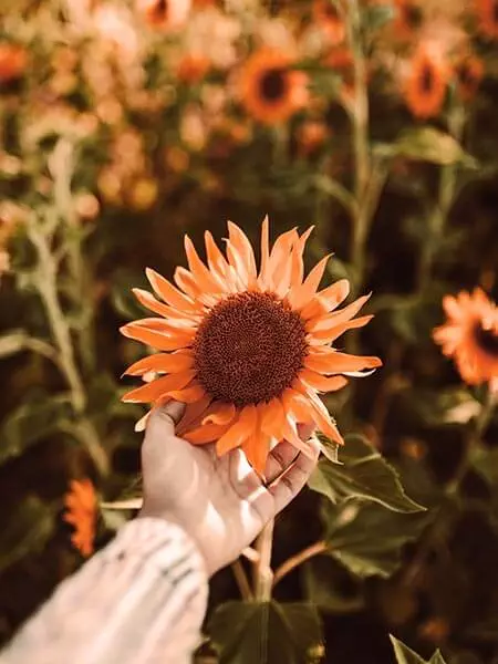 Hand, die eine Sonneblume hält, in einem Feld aus Sonnenblumen als Symbolbild für den Ersthelfertreff.